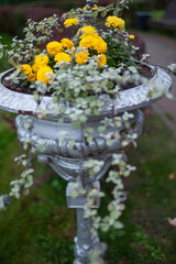 yellow marigolds