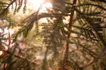 juniper branches