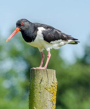 Oyster Catcher