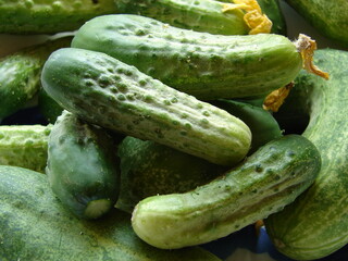pickling cucumbers, green and fresh, close up