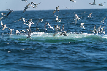 Seagulls flying on top before Whale bruda feed on a wide variety of fish with in gulf of Thailand