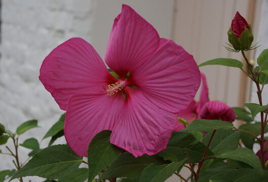 Riesenhibiscus 
Hibiscus moscheutos
