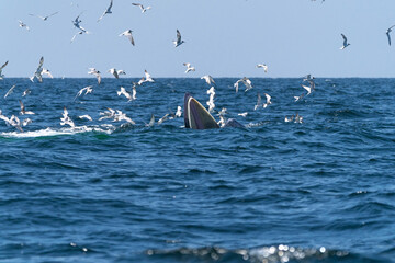 Naklejka premium Whale Bruda feed on a wide variety of fish