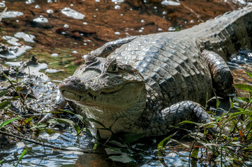 Spectacled Caiman (Caiman crocodilus) in tropical forest of Papaturro River area, Nicaragua