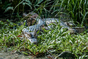 Spectacled Caiman (Caiman crocodilus) in tropical forest of Papaturro River area, Nicaragua