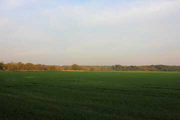 Fototapeta premium Autumn landscape with a field of winter crop, trees and evening sky