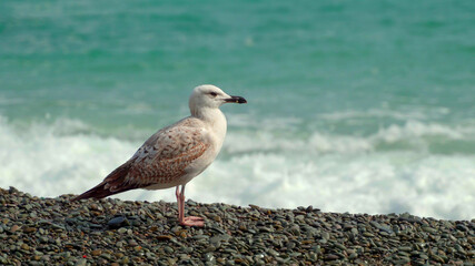 A young seagull stands on the stones of the beach against the background of the sea.