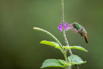Rufous-tailed hummingbird (Amazilia tzacatl) flying to pick up nectar from a beautiful flower , San Isidro del General, Costa Rica. Action wildlife scene from nature.