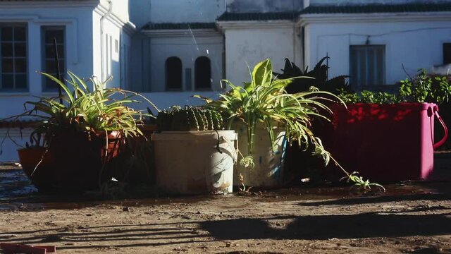 A group of plants, watered by their owner In a traditional way  in a sunny atmosphere, The most important of them Cactus