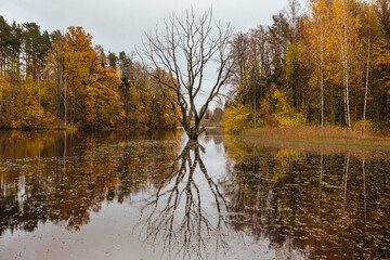 Dead tree in the centre of a pond and its reflection, an autumn scene in October in Pāle (Pale) in Latvia