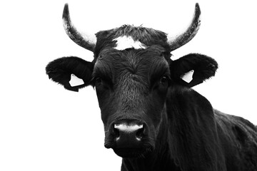 Naklejka premium Portrait of a young bull, black. Monochrome image.