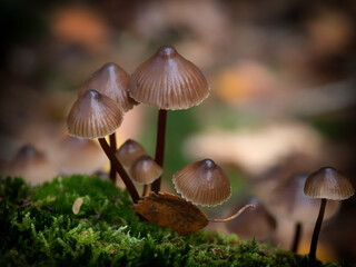 mushrooms in the forest