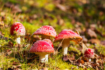 Spotted toadstool