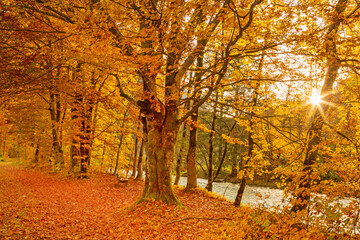 Herbst - Sonne - Weg - Bank - Entspannung - Allgäu