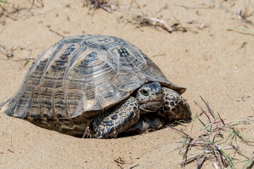 Spur-thighed Tortoise (Testudo graeca) in the foothills, Caucasus, Republic of Dagestan, Russia