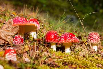 Spotted toadstool