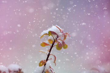 Arrière plan Fleur sous la neige 