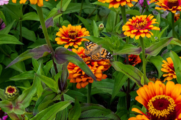 Monarque sur gaillarde © Melissa