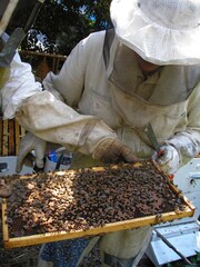 Beekeepers Work on Hive Tray