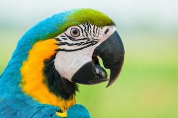 Fototapeta premium Parrot
