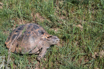 Spur-thighed Tortoise (Testudo graeca) in the foothills, Caucasus, Republic of Dagestan, Russia