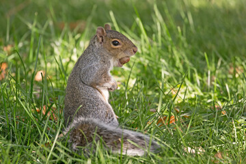 Naklejka na ściany i meble Original wildlife photograph of a single grey squirrel standing up with a acorn in it's mouth