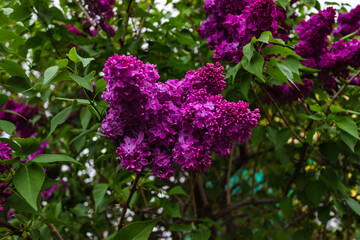 Blooming lilac tree. Lilac flowers close up. Shallow focus.