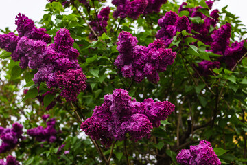 Obraz premium Blooming lilac tree. Lilac flowers close up. Shallow focus.