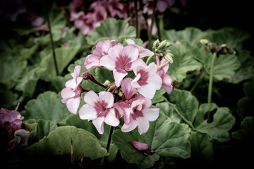 fond fleurs haute definition