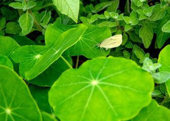 papillon blanc du Québec