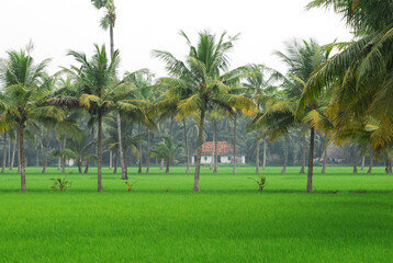 NATURE"S GREEN MAT