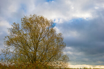 Trees in autumn colors in a field in a cloudy sunlight at fall, Almere, Flevoland, The Netherlands, October 26, 2020