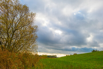 Obraz premium Trees in autumn colors in a field in a cloudy sunlight at fall, Almere, Flevoland, The Netherlands, October 26, 2020