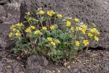 Villous Cinquefoil (Potentilla villosa) at Chowiet Island, Semidi Islands, Alaska, USA