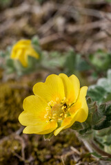 Villous Cinquefoil (Potentilla villosa) at Chowiet Island, Semidi Islands, Alaska, USA