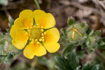 Villous Cinquefoil (Potentilla villosa) at Chowiet Island, Semidi Islands, Alaska, USA