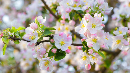 Spring flowering tree. Apple tree branch with flowers in sunny weather