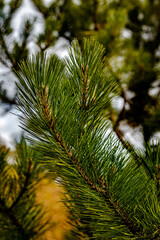 Sharp pine branch in summer