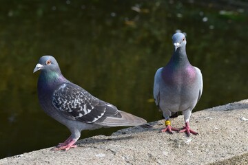 Two pigeons in the park by the pond, Coombe Abbey, Coventry, England, UK