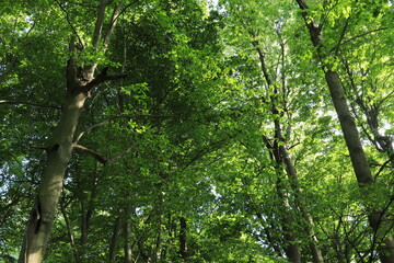 Crowns of forest trees