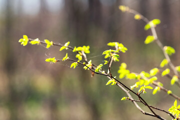 Tree branches with young green leaves on a forest background