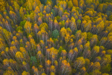 Aerial view of colored forest in autumn. Beautiful autumn forest with yellow trees. Outdoor, leaves.