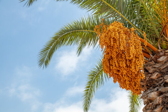 Palm tree closeup with lots of date fruits ripe on the branches. Authentic farm series.