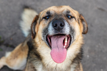 A dog with an open mouth and a large tongue
