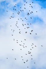 A flock of birds in the blue sky with white clouds