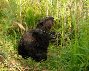 Beaver photo stock. Beaver close-up eating grass. Beaver fur. Image. Picture. Portrait.