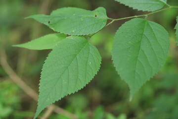 Tree branch close up