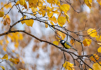 Tit sitting on a tree branch.