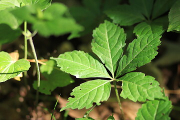 Tree branch close up
