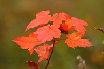 Fall leaves 1